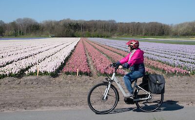 Cycling along fields of fragrant hyacinth. tobbt