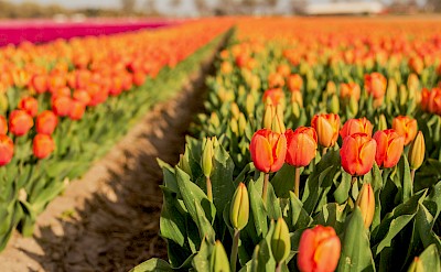 Field of pink and orange tulips, Netherlands. Unsplash:Eugenia Pankiv
