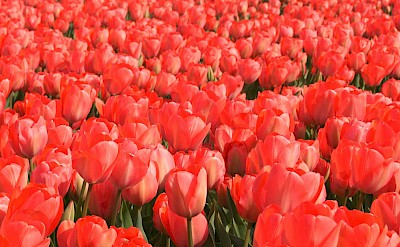 Field of red tulips, Netherlands. Unsplash:Esther Gorlee