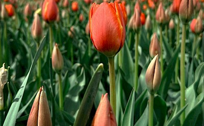 Field of red tulips, Netherlands. Unsplash:Jenn Reyes