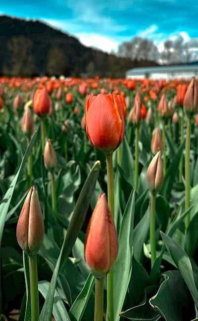 Field of red tulips, Netherlands. Unsplash:Jenn Reyes