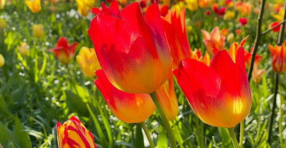Field of yellow and red tulips, Netherlands. Unsplash:Bernd Dittrich