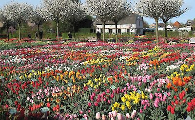 Tulip fields in Hortus Bulborum. tobbt 