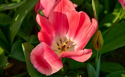 Inside a pink tulip, Netherlands. Unsplash:Denis Panfilov