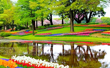 Springtime Splendor in Holland
