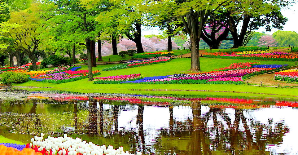 Spring in Holland! Flickr:Elise