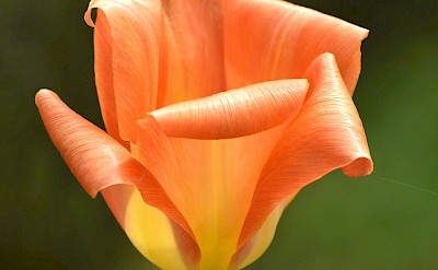 Orange tulip with curling petals, Netherlands. Unsplash:Daniele La Rosa Messina