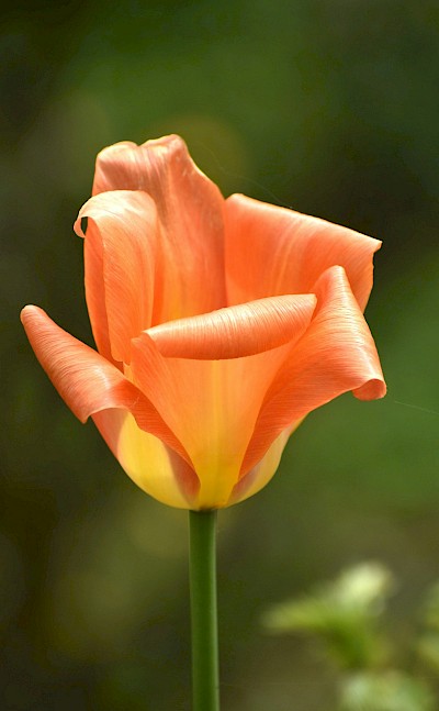 Orange tulip with curling petals, Netherlands. Unsplash:Daniele La Rosa Messina