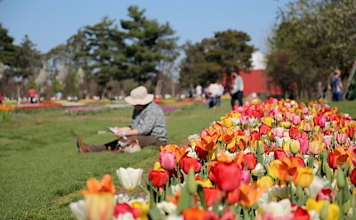 Person reading next to tulips, Netherlands. Unsplash:Gabrielle Hensch