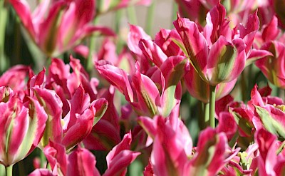 Pink pointy tulips, Netherlands. Unsplash:Gabrielle Hensch