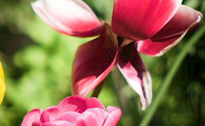 Pink tulips, Netherlands. Unsplash:Ethan Bell