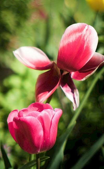 Pink tulips, Netherlands. Unsplash:Ethan Bell