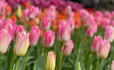 Pink tulips, Netherlands. Unsplash:Hope Frock