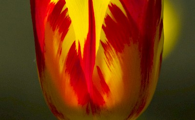 Red and yellow tulip, Netherlands. Unsplash:Georg Eiermann