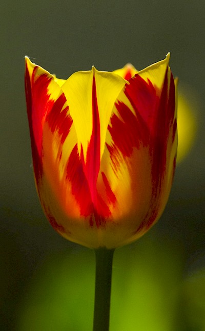 Red and yellow tulip, Netherlands. Unsplash:Georg Eiermann