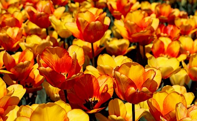 Red and yellow tulips, Netherlands. Unsplash:Asli Yaren Peker