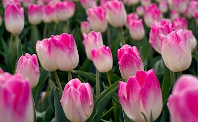 White and pink tulips, Netherlands. Unsplash:Jet Stouten