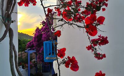 Summer flowers in Chora. to IH