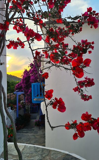 Summer flowers in Chora. to IH