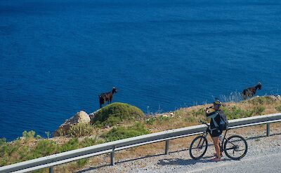 Goats are an important part of the local agriculture and are often seen roaming freely. toIH