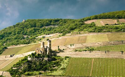 Burg Ehrenfels standing amidst the Rhine valley vineyards. Flickr:Julian Benner