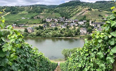 Beautiful vineyards along the river. toBBT