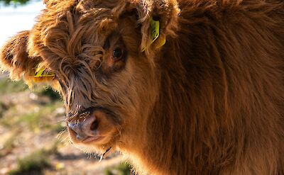 Cow, Hattem, Netherlands. Unsplash:Edwin Herfkens