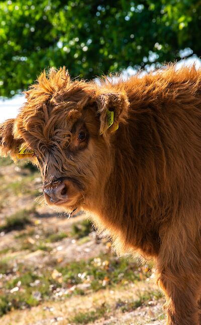 Cow, Hattem, Netherlands. Unsplash:Edwin Herfkens