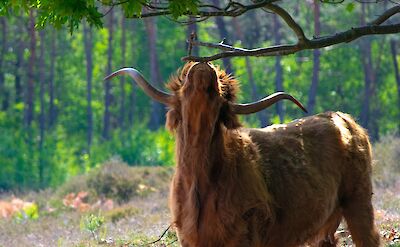 Cow reaching for leaves, Hattem, Netherlands. Unsplash:Edwin Herfkens