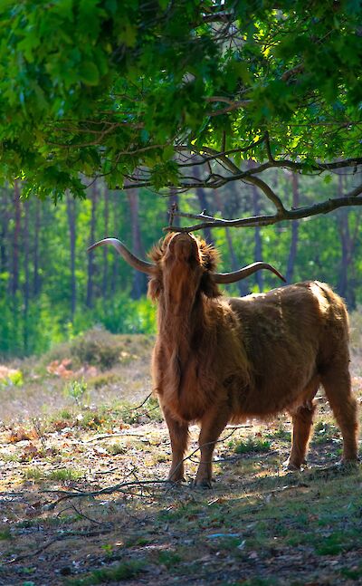 Cow reaching for leaves, Hattem, Netherlands. Unsplash:Edwin Herfkens