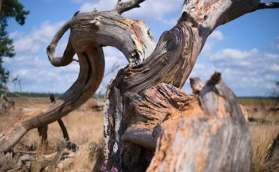 Dead tree trunk, Hoge Veluwe National Park, Netherlands. Unsplash:Tim Offermans