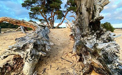 Dead tree trunks, Hoge Veluwe National Park, Netherlands. Unsplash:Fonsi Fernandez