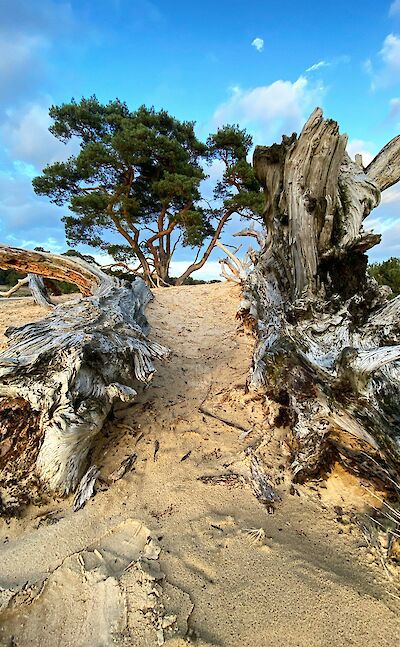 Dead tree trunks, Hoge Veluwe National Park, Netherlands. Unsplash:Fonsi Fernandez
