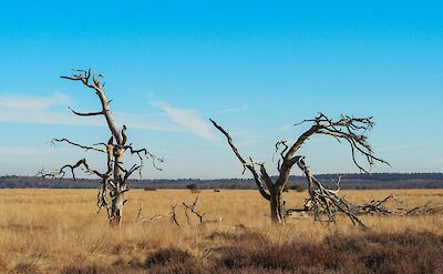 Dead trees in Hoge Veluwe National Park, Netherlands. Unsplash:Marijn Van Der Marel