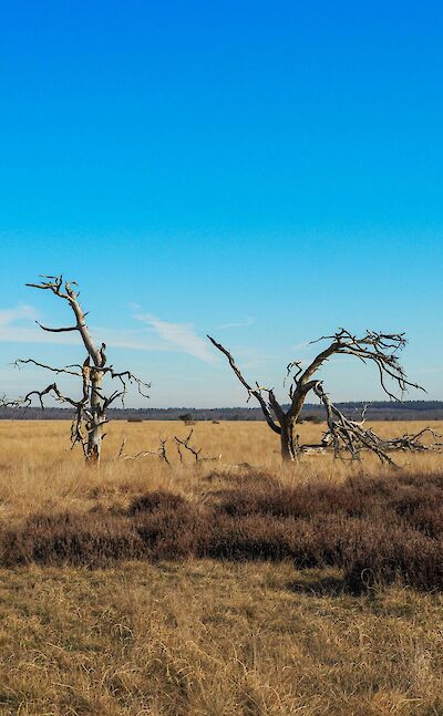 Dead trees in Hoge Veluwe National Park, Netherlands. Unsplash:Marijn Van Der Marel
