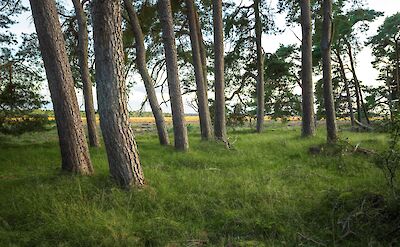 Flourishing grass and trees, Hoge Veluwe National Park, Netherlands. Unsplash:Martijn Baudoin