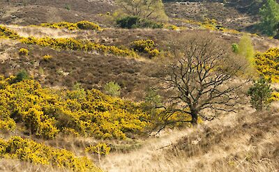 Gorse bushes, Hoge Veluwe National Park, Netherlands. Unsplash:Job Vermeulen