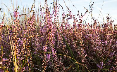 Heather, Hoge Veluwe National Park, Netherlands. Unsplash:Martijn Baudoin