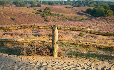 Heathland in Hoge Veluwe National Park, Netherlands. Unsplash:Jonne Laagland Winder