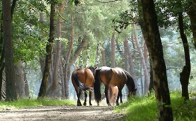 Horses in Hoge Veluwe National Park, Netherlands. Unsplash:Elly Kelders