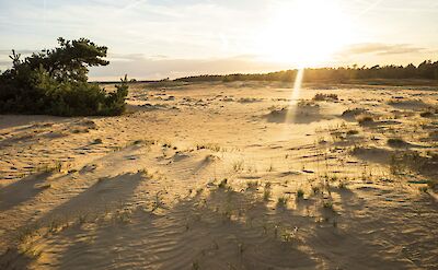 Sunlight on the sand dunes, Hoge Veluwe National Park, Netherlands. Unsplash:Martijn Baudoin