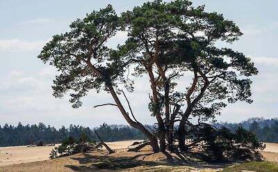 Tree in Hoge Veluwe National Park, Netherlands. Unsplash:Aron Marinelli