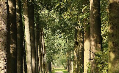 Tree-lined path, Utrecht, Netherlands. Unsplash:Mike Kurz