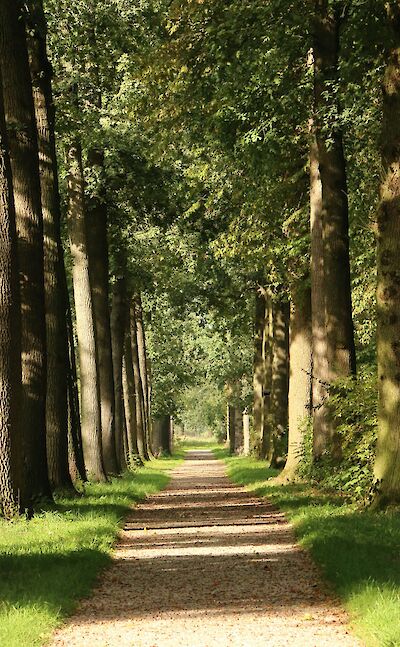 Tree-lined path, Utrecht, Netherlands. Unsplash:Mike Kurz
