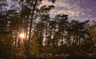 Trees in Hoge Veluwe National Park at sunset, Netherlands. Unsplash:Jasper Van Dam