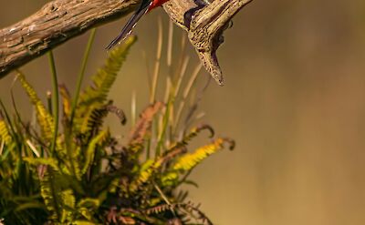 Woodpecker in Hoge Veluwe National Park, Netherlands. Unsplash:Kenny Goossen