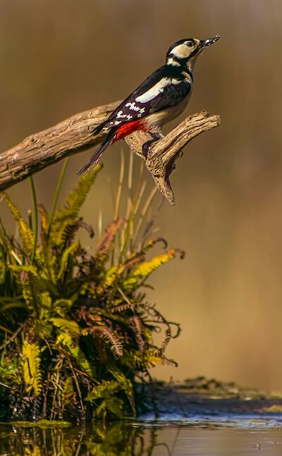 Woodpecker in Hoge Veluwe National Park, Netherlands. Unsplash:Kenny Goossen