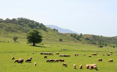 Sheep grazing in Albanian pastures. Unsplash: Albina Shehetila