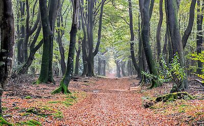 Stunning, peaceful cycle paths in Holland ©tripsite