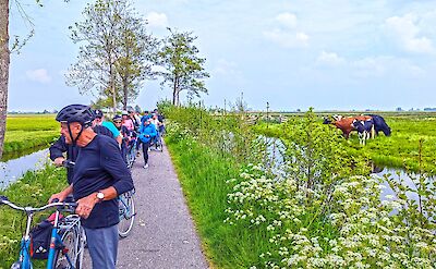 A group of cyclists pauses along a peaceful Dutch polder path. toBBT
